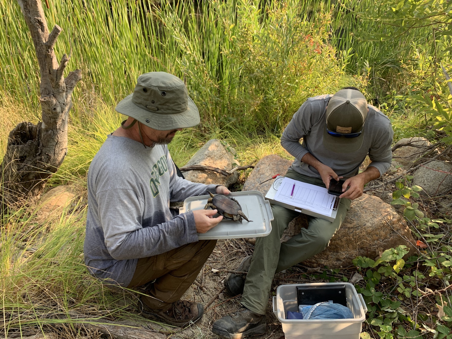 Soar biologists recording data during a Western Pond Turtle survey